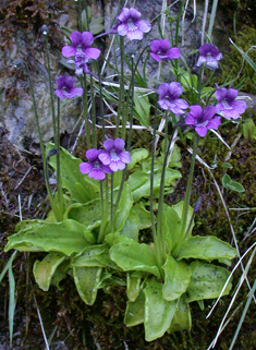 Large-flowered Butterwort